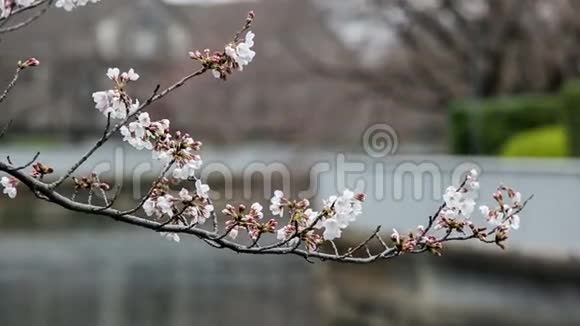 樱花或樱花日本东京视频的预览图