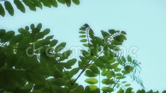 美丽的叶子植物树木自然植物的概念视频的预览图