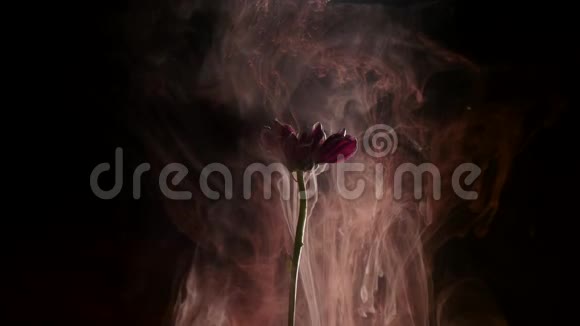 红色雏菊和水中的油漆水中的抽象墨水视频的预览图