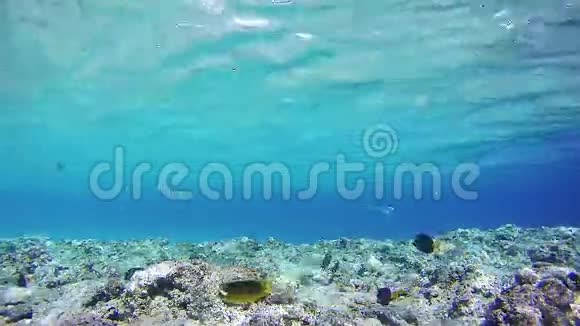 埃及红海中的海洋生物背景视频的预览图