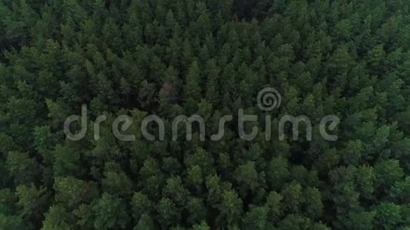 绿色野生森林的空中自然景观视频的预览图