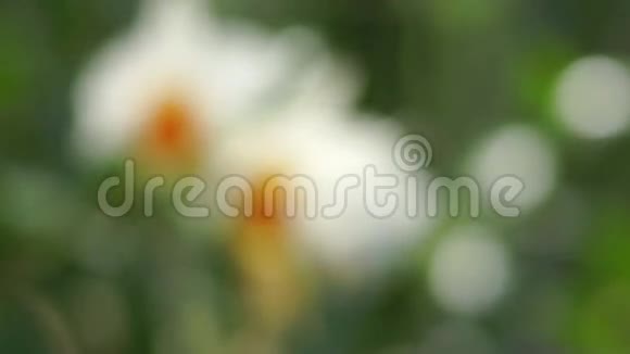 花园里美丽的兰花视频的预览图
