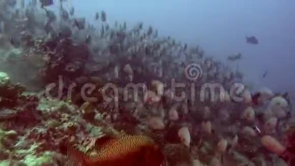 马尔代夫海底背景鱼学视频的预览图