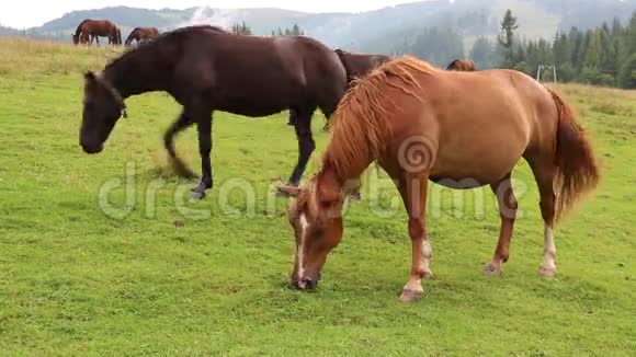 草地上美丽的马视频的预览图