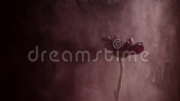 红色雏菊和水中的油漆水中的抽象墨水视频的预览图