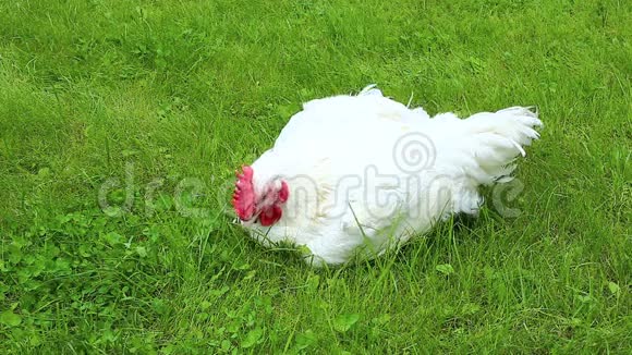 肉鸡在绿色草坪上行走视频的预览图