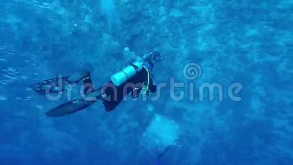 一群潜水员潜入红海视频的预览图