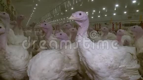 饲养肉鸡火鸡的家禽养殖场视频的预览图