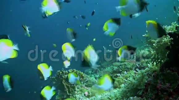 菲律宾的珊瑚礁视频的预览图