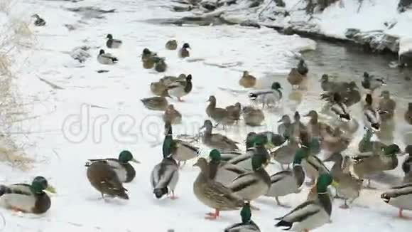 一个寒冷的冬天鸭子和鸭子在红溪里游泳视频的预览图