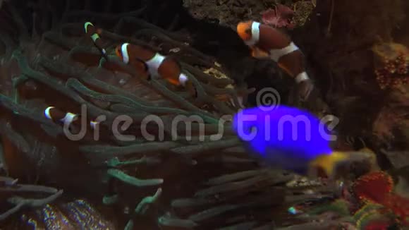 五颜六色的热带鱼在其他海洋生物附近游泳视频的预览图