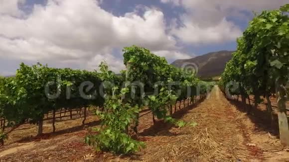 葡萄园景观南非视频的预览图