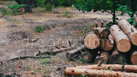 从被砍伐的树木中得到的巨大原木躺在地上的森林里折叠的树在地上森林砍伐的问题支柱视频的预览图