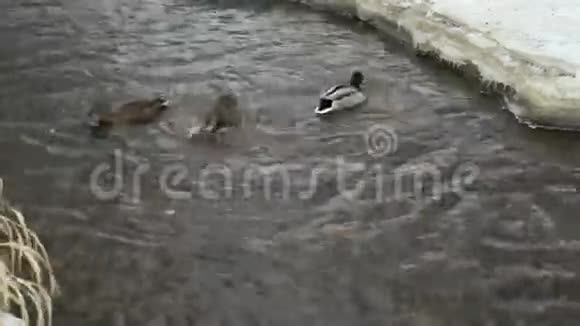 一个寒冷的冬天鸭子和鸭子在红溪里游泳视频的预览图