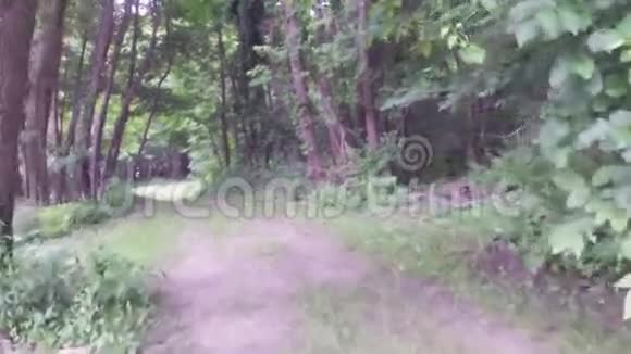 沿着森林的土路散步或跑步锻炼视频的预览图