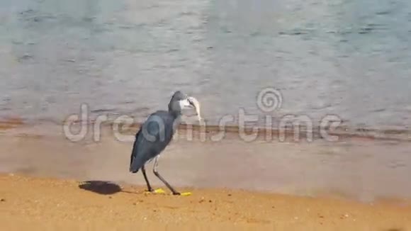 埃及红海海滩鱼礁海隆猎人视频的预览图