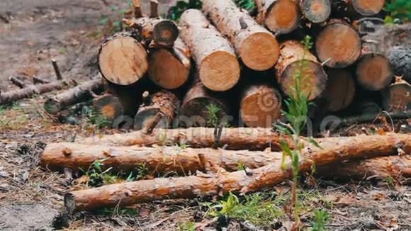 从被砍伐的树木中得到的巨大原木躺在地上的森林里折叠的树在地上森林砍伐的问题支柱视频的预览图