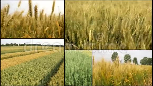 收获小麦大麦谷物收获农田多筛视频的预览图