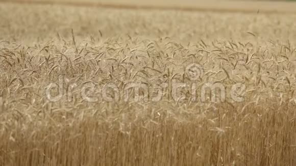 黄穗小麦在风中摇摆小麦成熟穗的背景场收获小麦在田间生长视频视频的预览图