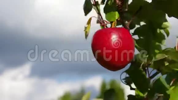 苹果树上视频的预览图