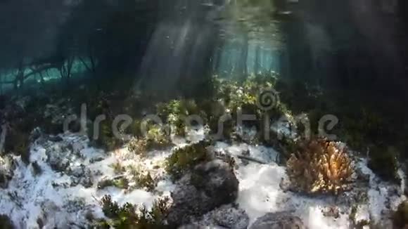 红树林中的光影视频的预览图