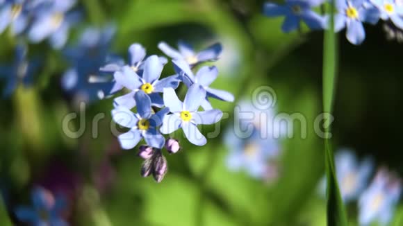 美丽的蓝色野花宏观的视频的预览图