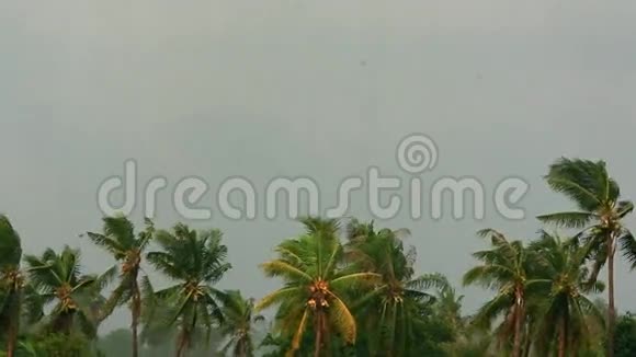 苏梅岛丛林中的热带风暴视频的预览图