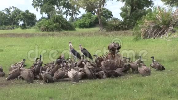 野生狮鹫和狮子吃长颈鹿非洲热带草原肯尼亚视频的预览图