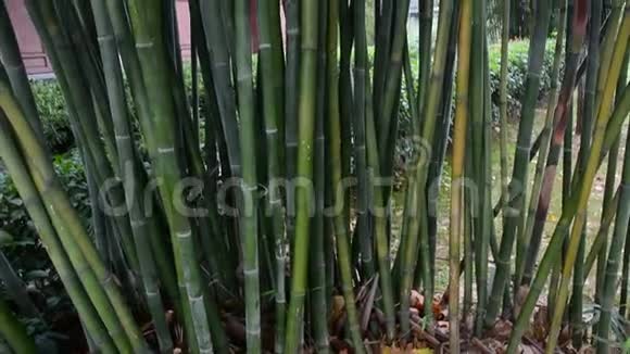 花园里的竹树视频的预览图