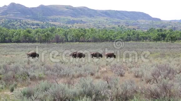 北达科他州的野牛景观视频的预览图