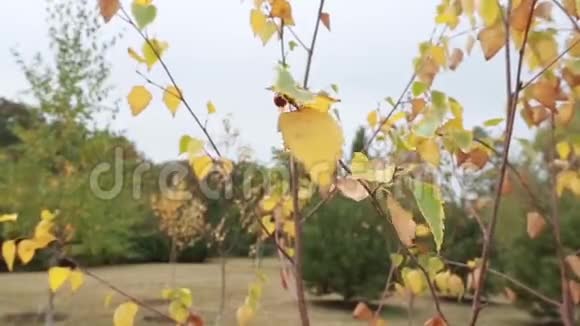 秋天公园里五颜六色的叶子视频的预览图