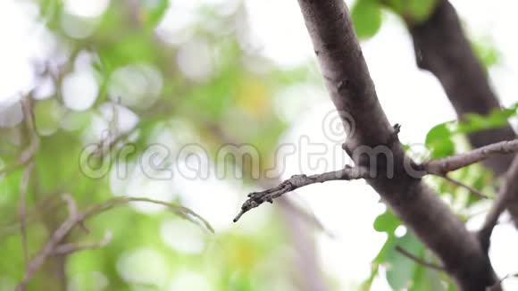 野生马来西亚斑尾鸟视频的预览图
