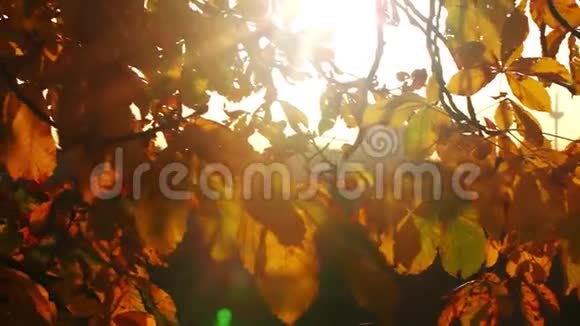 美丽的叶子植物树木自然植物的概念视频的预览图