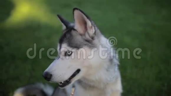 有趣的哈士奇狗有不同的眼睛视频的预览图