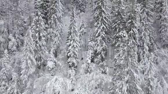 飞越雪山针叶林晴朗的霜冻天气视频的预览图