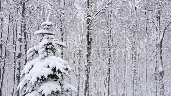 冬天在森林里下雪下雪的圣诞节早晨下雪了视频的预览图