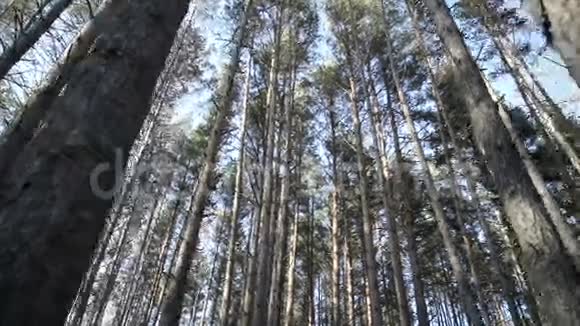 美丽的秋树视频的预览图