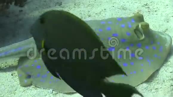 珊瑚礁中的蓝斑刺视频的预览图