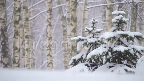 冬天在森林里下雪柔和的圣诞节早晨下雪视频的预览图