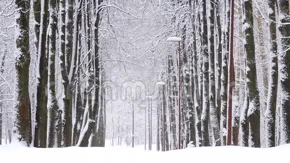 冬天在森林里下雪下雪的圣诞节早晨下雪了视频的预览图