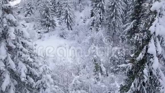 飞越雪山针叶林晴朗的霜冻天气视频的预览图