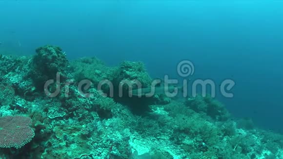 珊瑚礁上的白鳍鲨4k视频的预览图