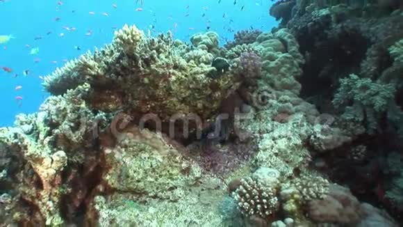 在红海清澈的海水中鱼的背景明亮的珊瑚视频的预览图