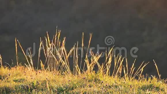 日出的草视频的预览图