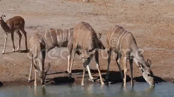 库渡羚羊饮用水视频的预览图