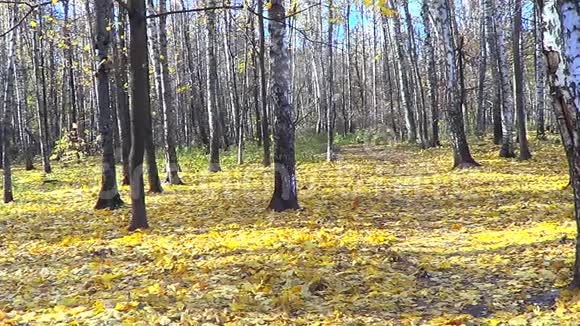 秋天的风景视频的预览图