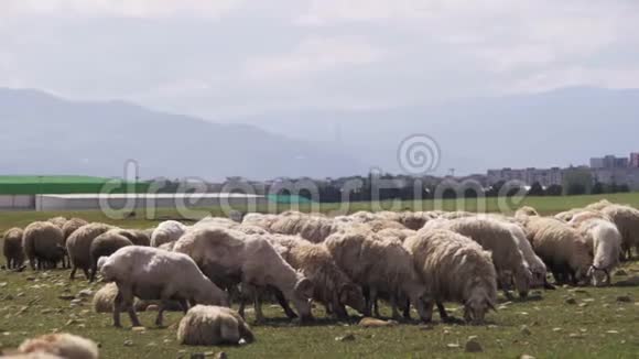 羊群成群结队地在田野上靠着山腰视频的预览图