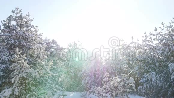 冬天的冷杉林在雪地里晒太阳视频的预览图