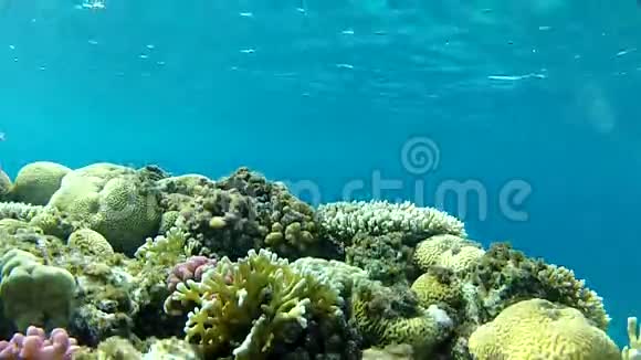 珊瑚和清水视频的预览图