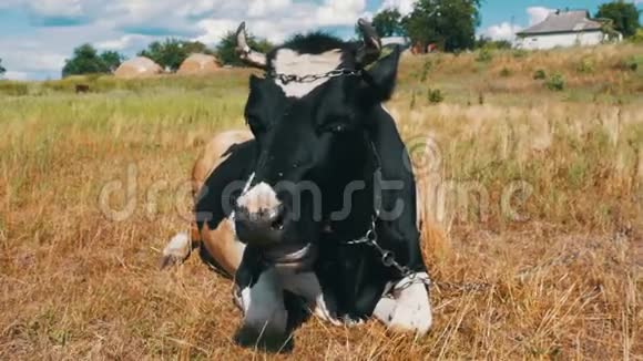黑与白牛躺在草地上嚼草视频的预览图